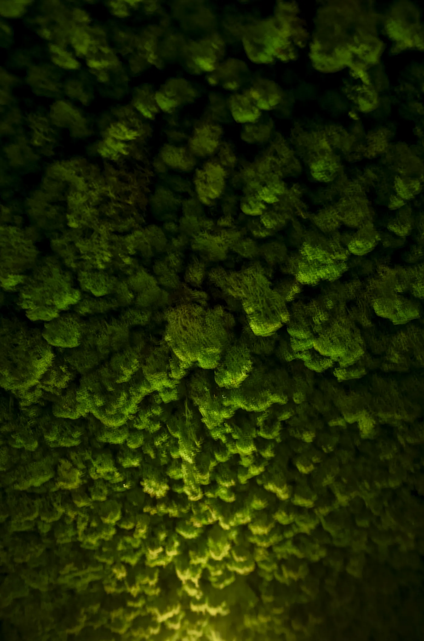 Close-up of the moss wall lit from below